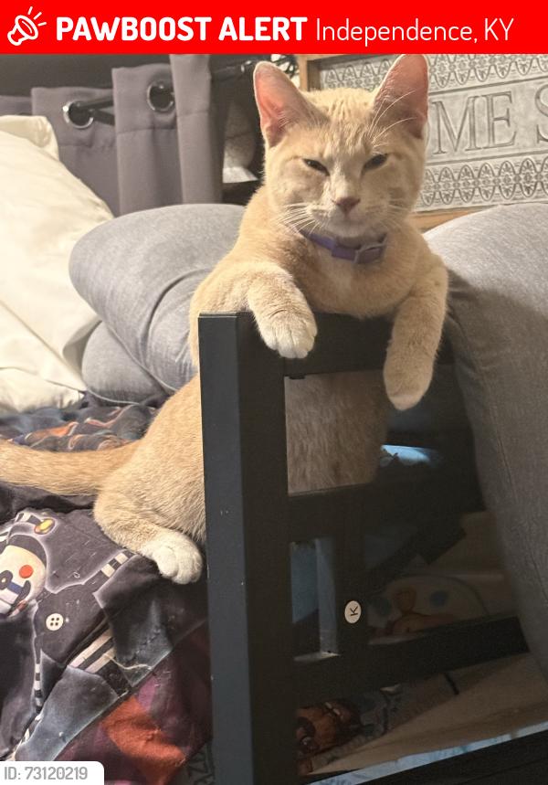 Lost Male Cat last seen Bristow Road, Independence, Independence, KY 41051