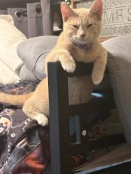Lost Male Cat last seen Bristow Road, Independence, Independence, KY 41051
