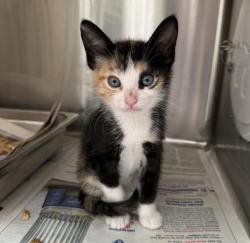 Shelter Stray Female Cat last seen , 3201 Lacy St, Los Angeles, CA 90031, USA