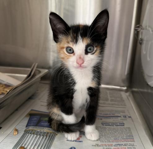 Shelter Stray Female Cat last seen , 3201 Lacy St, Los Angeles, CA 90031, USA
