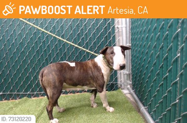 Found/Stray Female Dog last seen 186th, Artesia, CA 90701