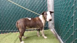Found/Stray Female Dog last seen 186th, Artesia, CA 90701