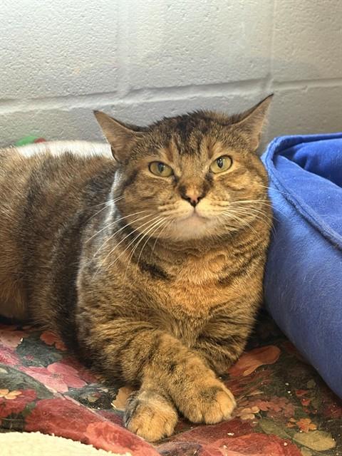 Shelter Stray Female Cat last seen Near BLOCK CHRISTMAN DR, 3528 Newburg Rd, Louisville, KY 40218, USA