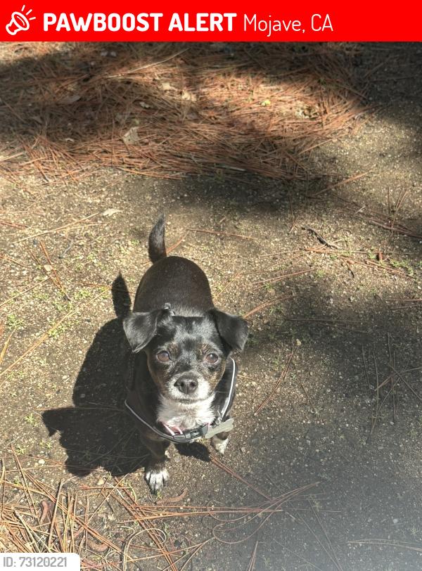 Lost Female Dog last seen Susan Ave Mojave, Mojave, CA 93501