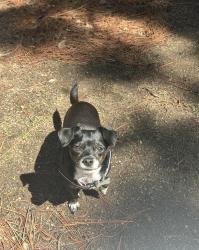 Lost Female Dog last seen Susan Ave Mojave, Mojave, CA 93501