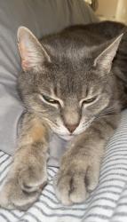 Lost Female Cat last seen Freehold road Jackson nj, Jackson Township, NJ 08527