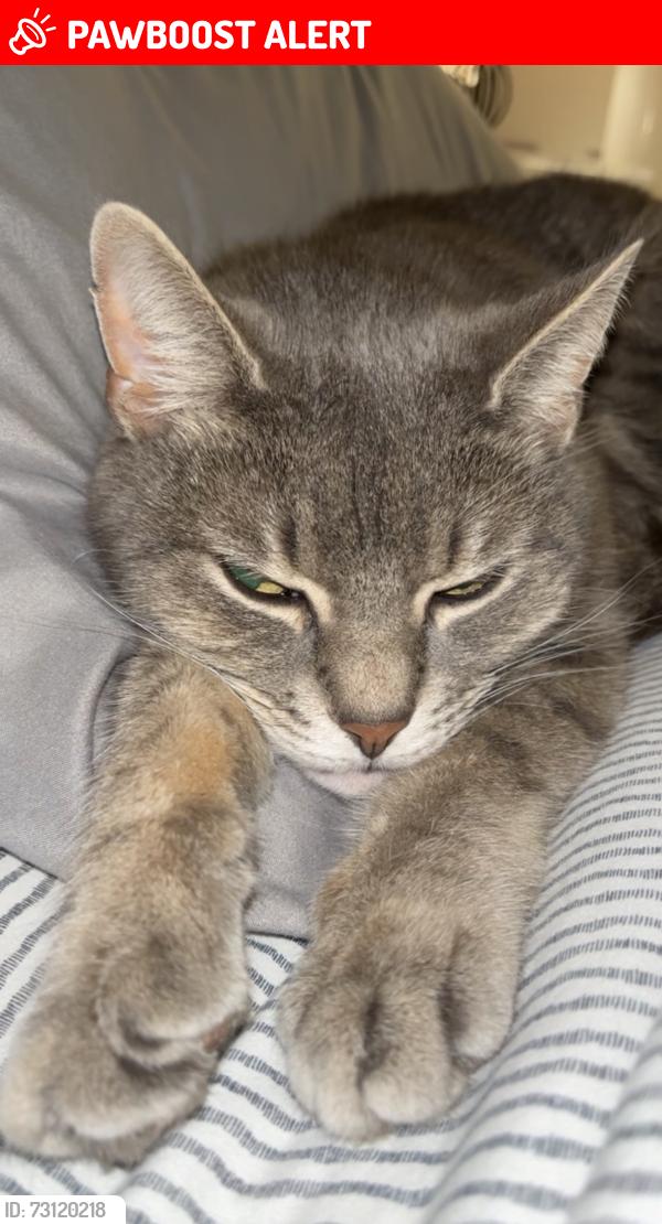 Lost Female Cat last seen Freehold road Jackson nj, Jackson Township, NJ 08527