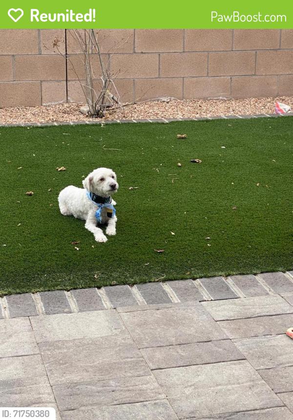 Reunited Male Dog last seen Near windsock rd, Albuquerque, NM 87120