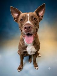 Shelter Stray Female Dog last seen Near BLOCK RONDO AVE, 2020 Forest St, Jacksonville, FL 32204, USA