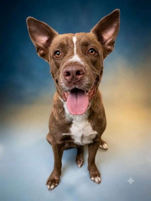 Shelter Stray Female Dog last seen Near BLOCK RONDO AVE, 2020 Forest St, Jacksonville, FL 32204, USA