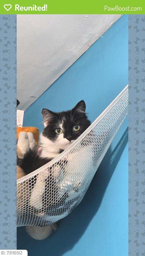 Reunited Female Cat last seen Tata steel, nature reserve, West Midlands, England WV11 3SF