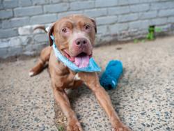 Shelter Stray Male Dog last seen Apt 3L,773 Concourse Village Street, BRONX, NY, 10451, 326 E 110th St, New York, NY 10029, USA