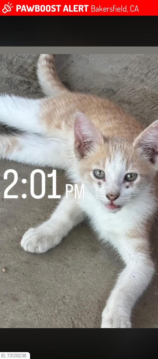 Lost Male Cat last seen Park drive 93307 foothill high school, Bakersfield, CA 93306