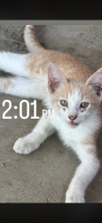 Lost Male Cat last seen Park drive 93307 foothill high school, Bakersfield, CA 93306