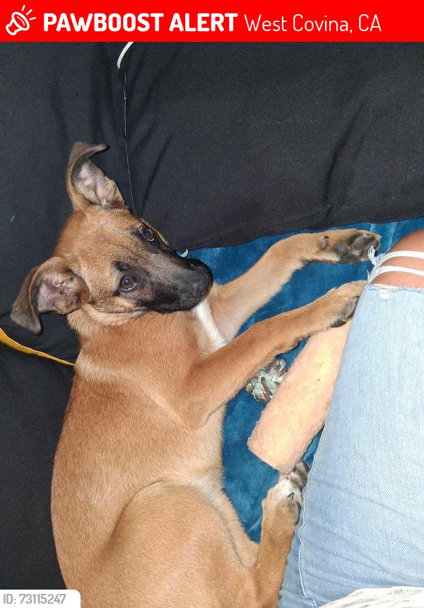 Lost Female Dog last seen Azusa ave, West Covina, CA 91791