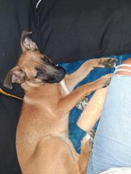 Lost Female Dog last seen Azusa ave, West Covina, CA 91791