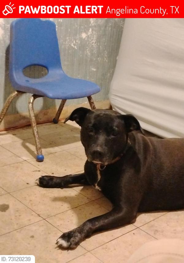Lost Female Dog last seen Moffet area and surroundings, Angelina County, TX 75901