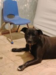 Lost Female Dog last seen Moffet area and surroundings, Angelina County, TX 75901