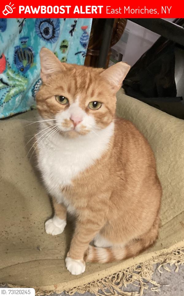 Lost Male Cat last seen Near Walden Court , East Moriches, NY 11940