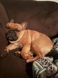 Reunited Male Dog last seen Autumn View Trail Acworth, GA, Acworth, GA 30101