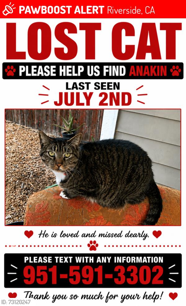 Lost Male Cat last seen Near mona bell ct riverside ca 92504, Riverside, CA 92504