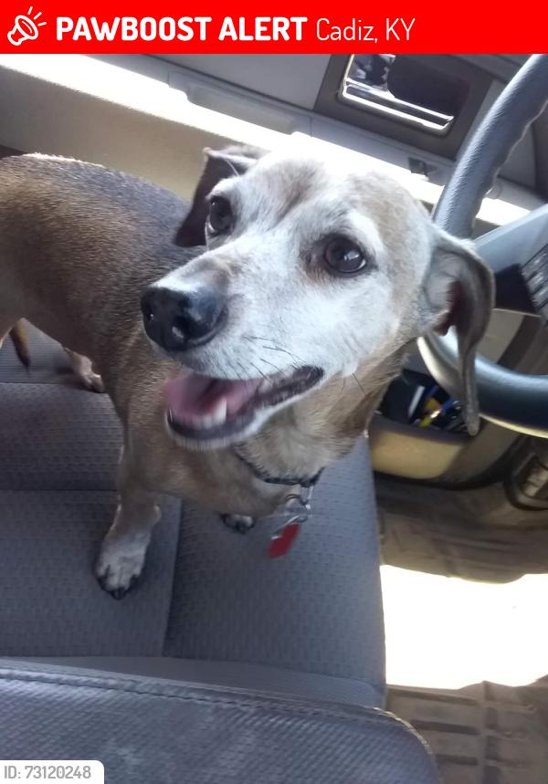 Lost Male Dog last seen 68/80, Cadiz, KY 42211