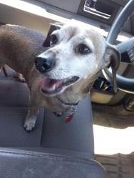 Lost Male Dog last seen 68/80, Cadiz, KY 42211