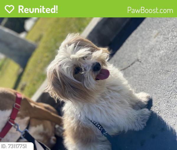Reunited Male Dog last seen Garford st & Atherton, Long Beach, CA 90815