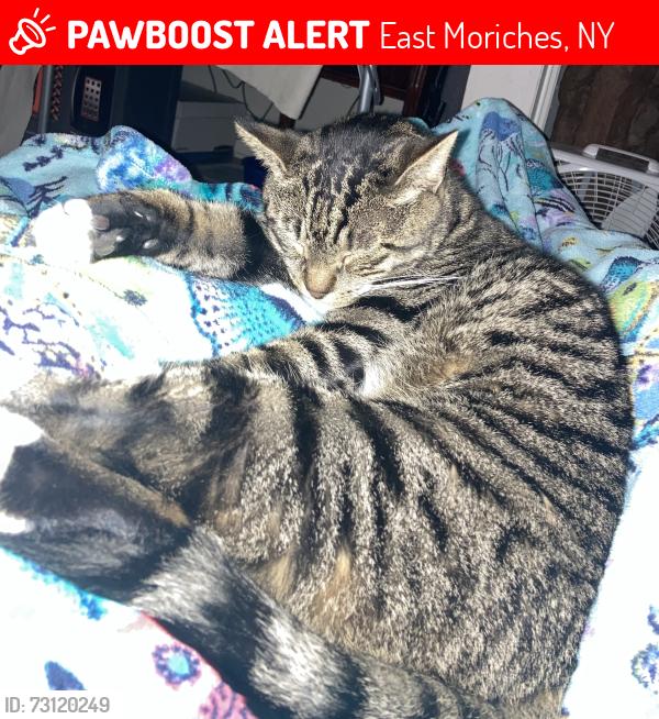 Lost Male Cat last seen Near Walden Court, East Moriches, East Moriches, NY 11940
