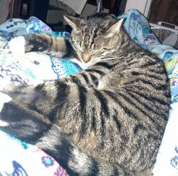 Lost Male Cat last seen Near Walden Court, East Moriches, East Moriches, NY 11940