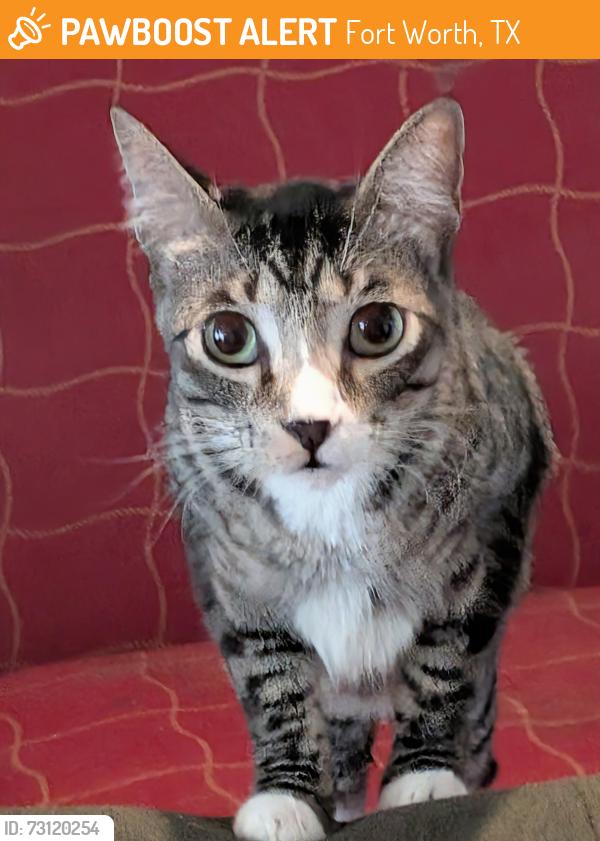 Found/Stray Unknown Cat last seen Green oaks and park Hill, Fort Worth, TX 76120