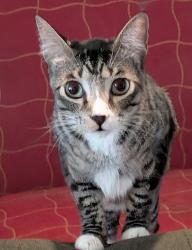 Found/Stray Unknown Cat last seen Green oaks and park Hill, Fort Worth, TX 76120