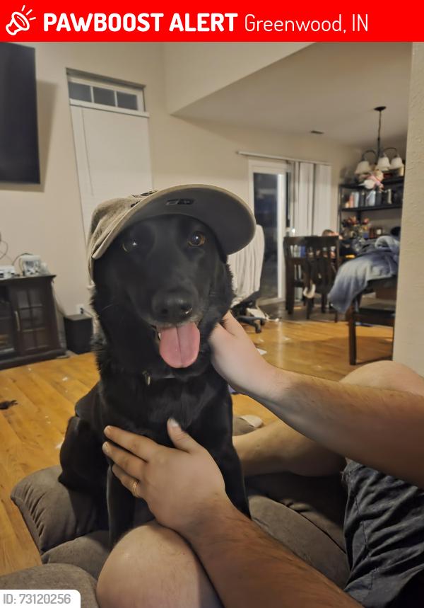 Lost Female Dog last seen Stop 18 rd., Greenwood, IN 46143