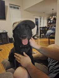 Lost Female Dog last seen Stop 18 rd., Greenwood, IN 46143