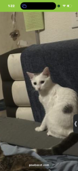 Lost Female Cat last seen Whitney an becerra, Sacramento, CA 95821