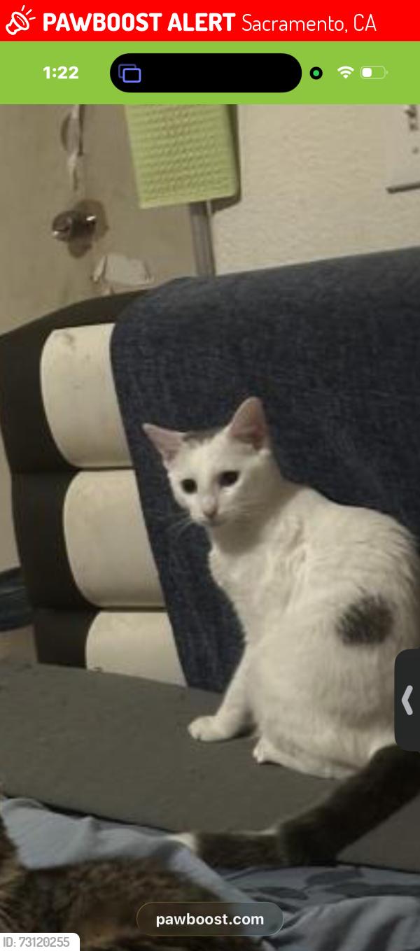 Lost Female Cat last seen Whitney an becerra, Sacramento, CA 95821