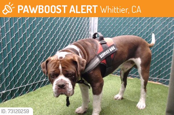 Found/Stray Male Dog last seen Penn, Whittier, CA 90602