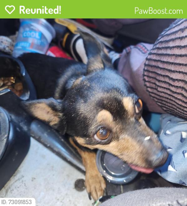 Reunited Male Dog last seen Highlands high school, North Highlands, CA 95660