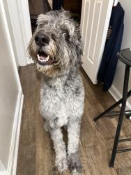 Found/Stray Male Dog last seen MAA Pinnacle, Lexington, KY 40515
