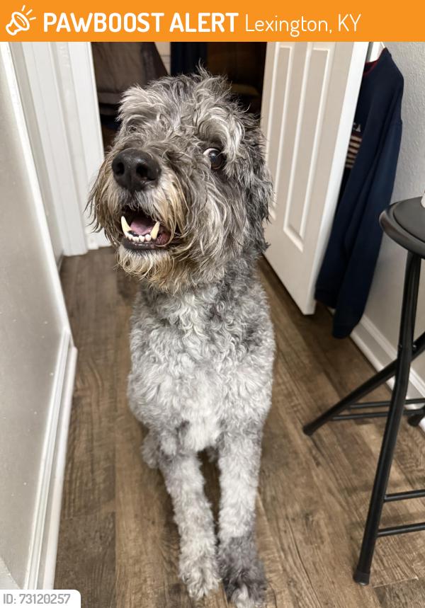 Found/Stray Male Dog last seen MAA Pinnacle, Lexington, KY 40515