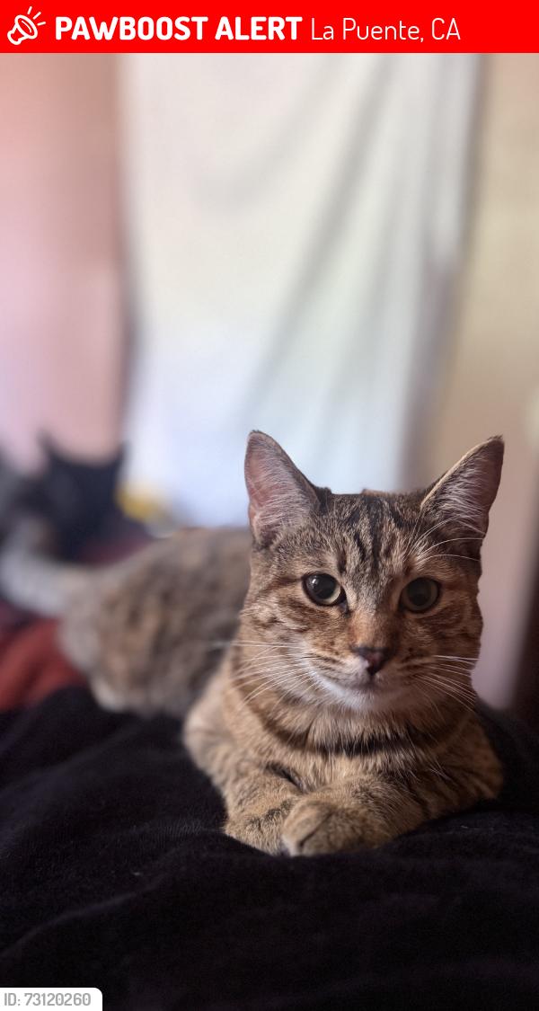 Lost Female Cat last seen Alderton ave, La Puente, CA 91744