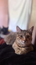Lost Female Cat last seen Alderton ave, La Puente, CA 91744