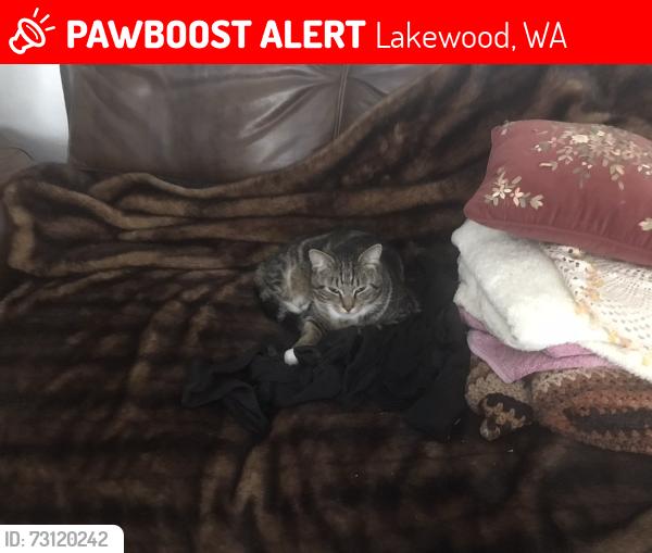 Lost Male Cat last seen South 88th and Carol Ave SW near Ward’s Lake Park Lakewood, Lakewood, WA 98499