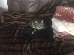 Lost Male Cat last seen South 88th and Carol Ave SW near Ward’s Lake Park Lakewood, Lakewood, WA 98499