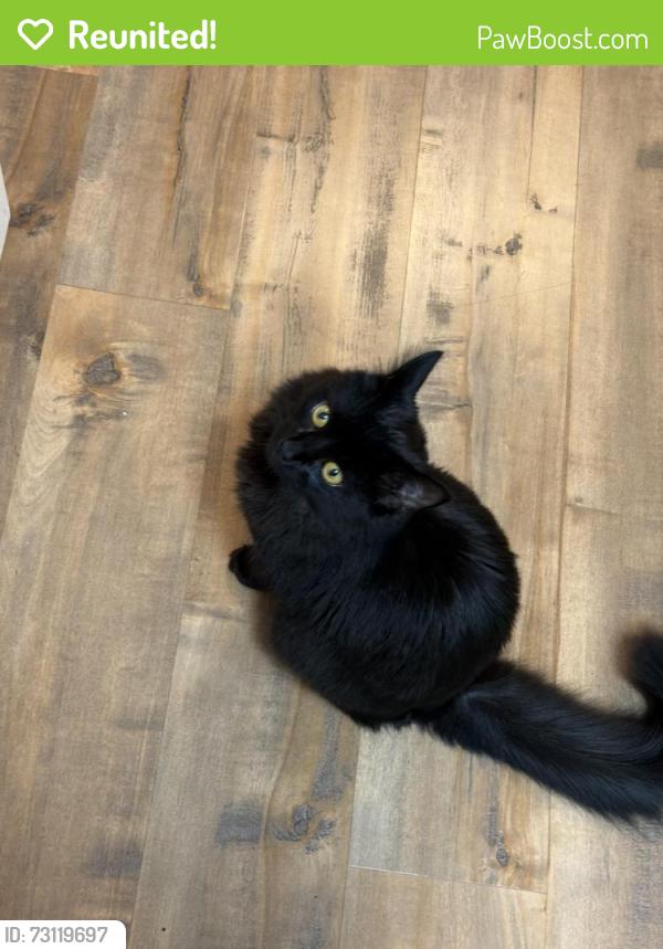 Reunited Female Cat last seen Knott and orange, Anaheim, CA 92804