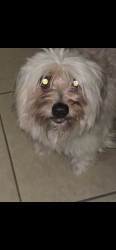 Lost Male Dog last seen smokey drive, Nashville, TN 37138