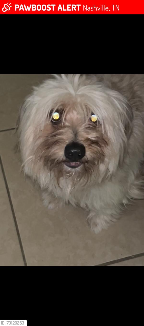 Lost Male Dog last seen smokey drive, Nashville, TN 37138