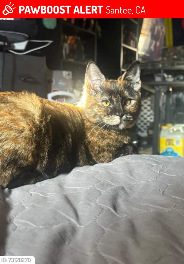 Lost Female Cat last seen Near rumson drive, Santee, CA 92071