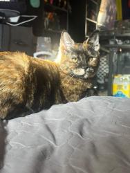 Lost Female Cat last seen Near rumson drive, Santee, CA 92071