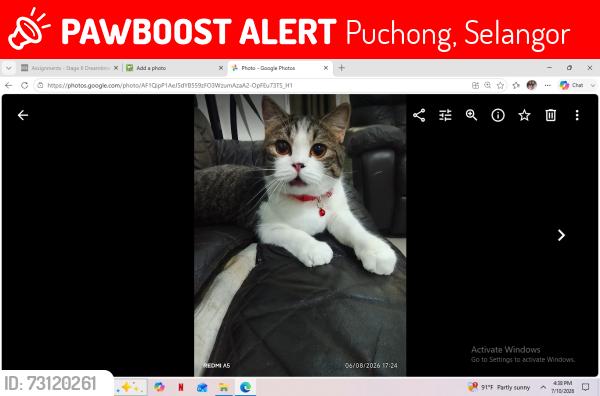 Lost Male Cat last seen Desa Idaman Residence., Puchong, Selangor 47510